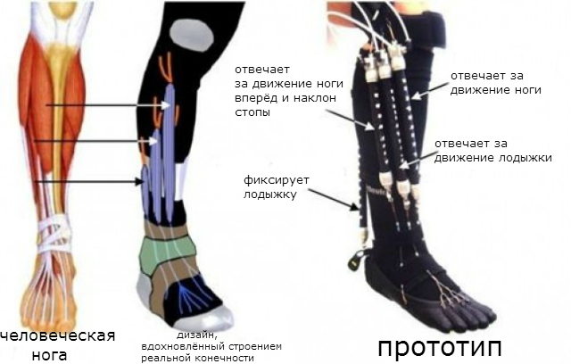 Экзоскелеты в медицине