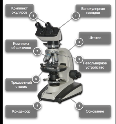 Микроскоп фото с обозначениями