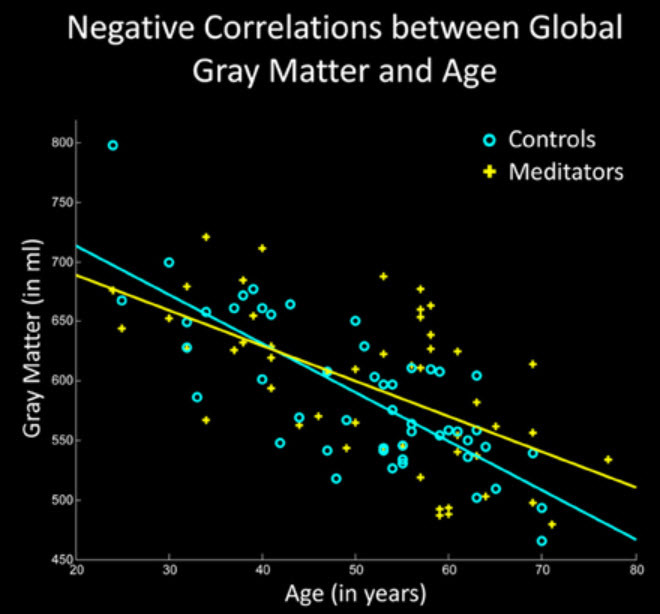 Медитация замедляет возрастную потерю серого вещества в мозгу - 2