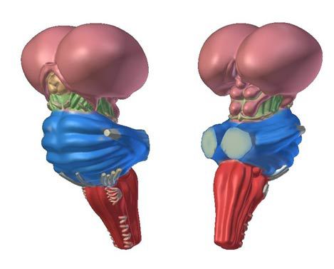 Пять вещей, которые можно распечатать на 3D-принтере. Часть №2: как самому напечатать продолговатый мозг - 2