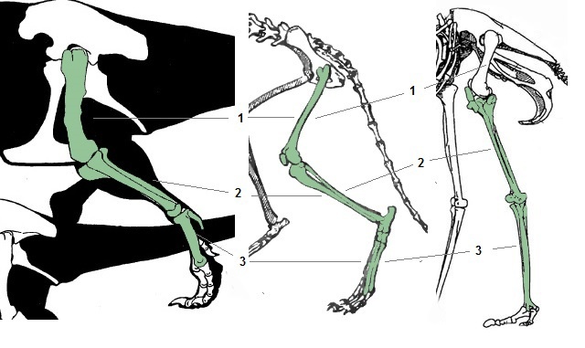 На рисунке показаны кости конечностей птицы человека динозавра и кита