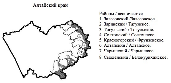 Пихтовые леса Сибири уничтожают жуки размером два миллиметра - 11