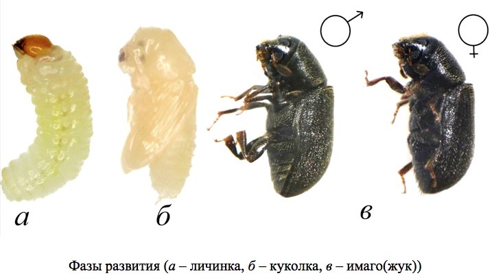 Личинка куколка стадии. Стадия развития личинки жука короеда. Короед типограф куколка. Короед Жук личинка куколка. Личинка майского жука цикл развития.