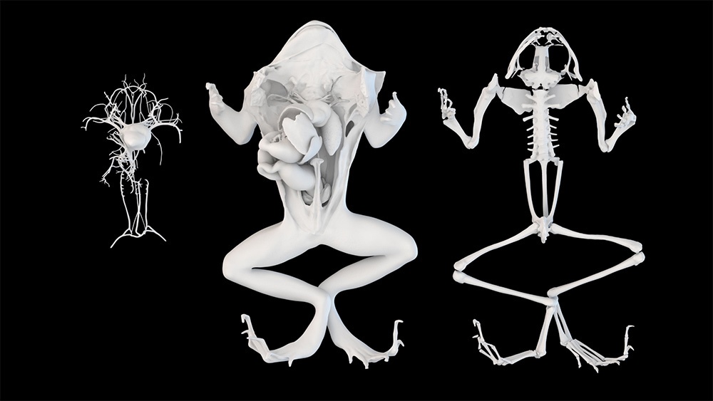 Visual science. Скелет лягушки 3д модель. Оригинальные фигурки из томограмма. Лягушка 3d модель. Иван Константинов Visual Science.