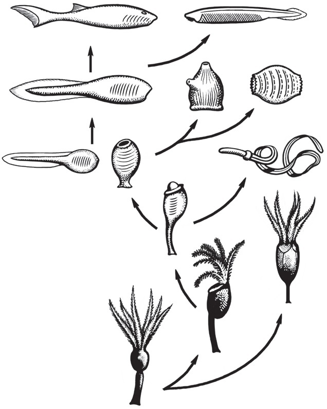 Составьте схему эволюции хордовых - 84 фото