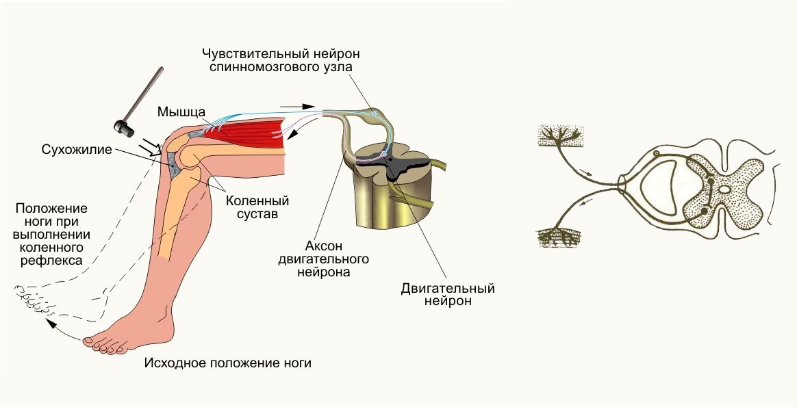 Какой буквой обозначен на рисунке двигательный нейрон