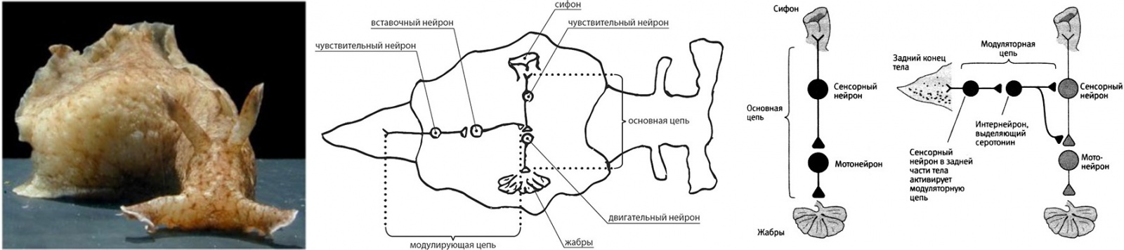 Аплизии нейроны фото