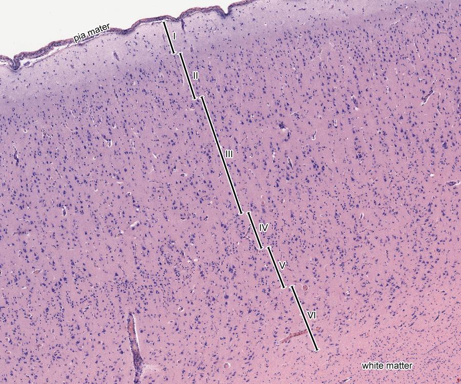 Кора больших полушарий гистология препарат рисунок