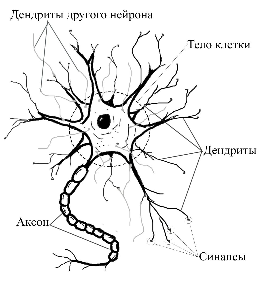 Нейрон схема строения