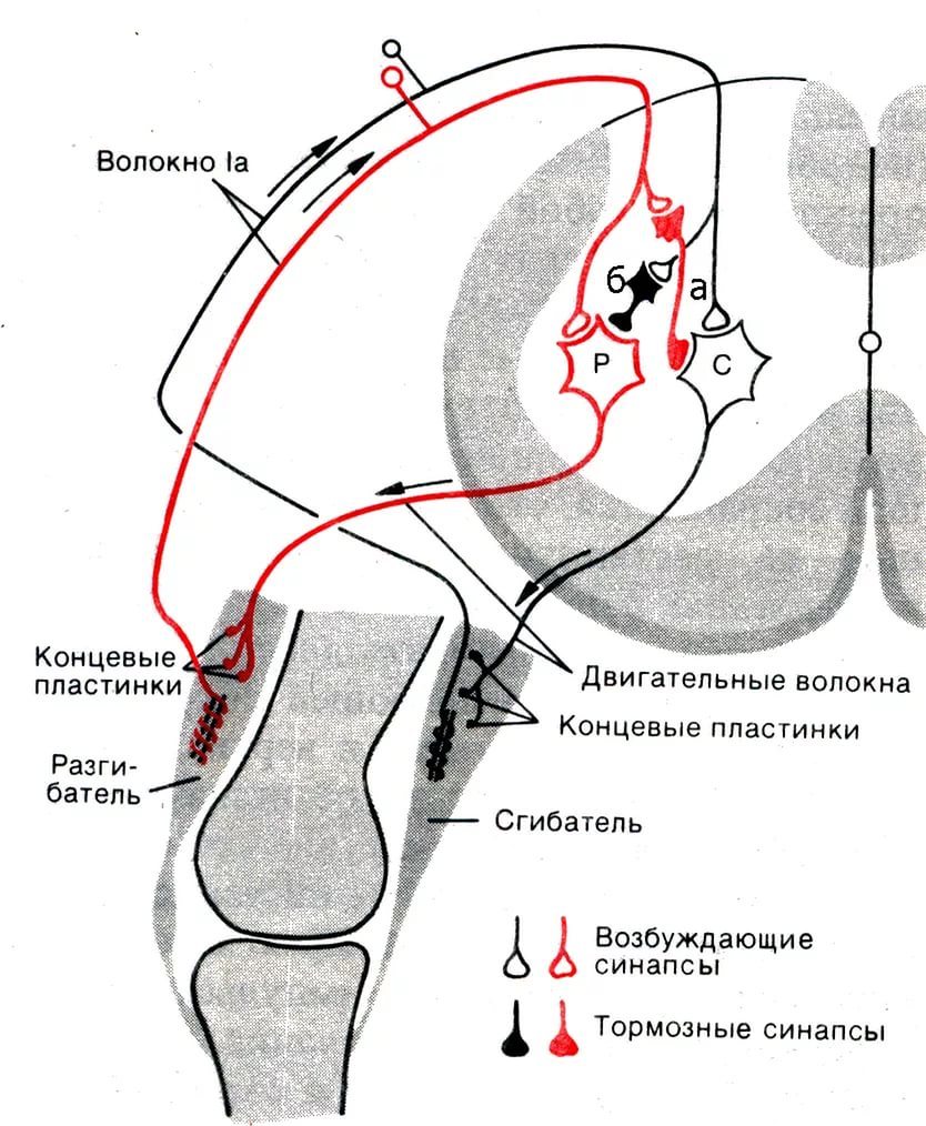 Схема шагательного рефлекса