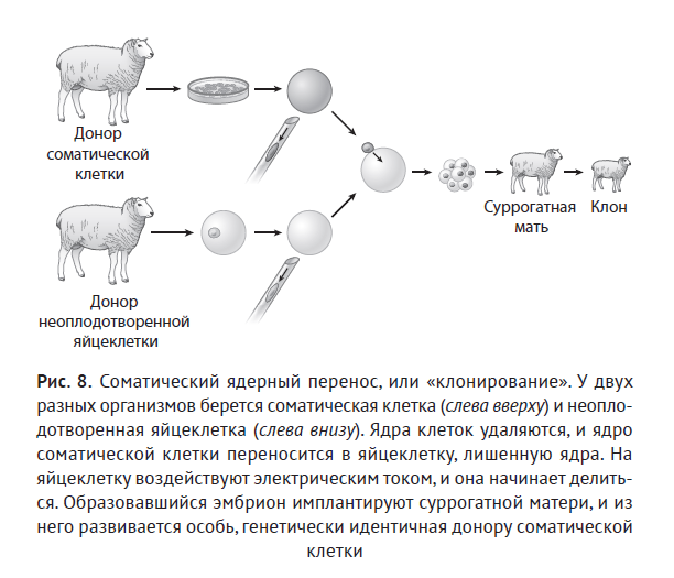 Схема клонирования овечки долли