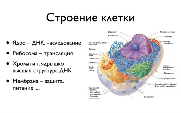 Структура содержащая днк. Строение клетки ДНК. Строение клетки ДНК человека. Структура клетки ДНК. Строение клетки где находится ДНК.