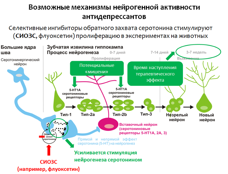 Механизм действия транквилизаторов схема