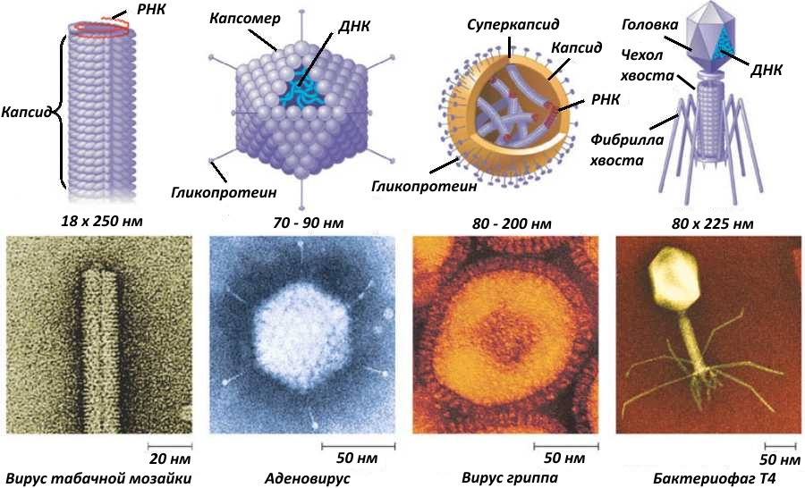 Рисунки различных форм вирионов