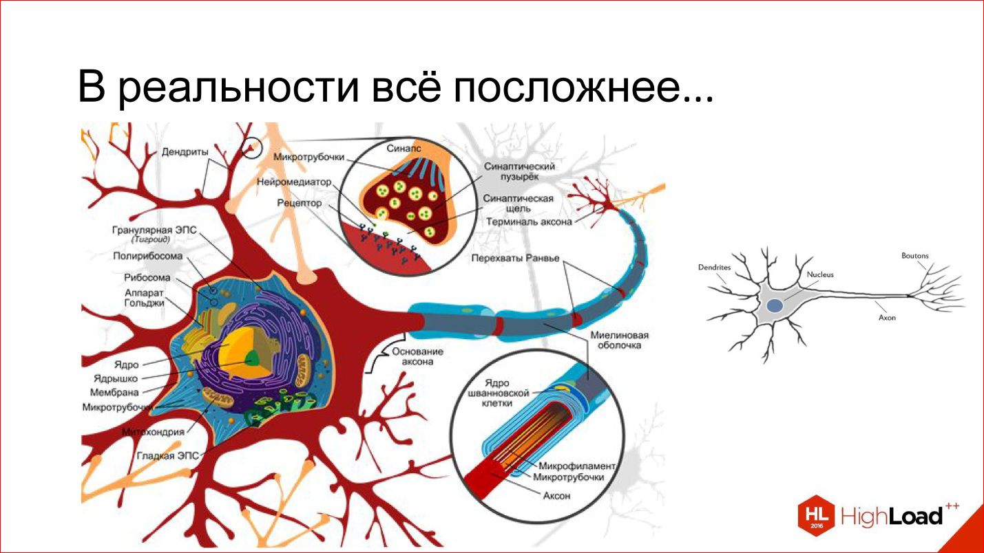 Строение нейрона синапса. Полное строение нейрона. Строение нейрона и синапса. Строение нейрона на субклеточном уровне. Строение нейрона без подписей.