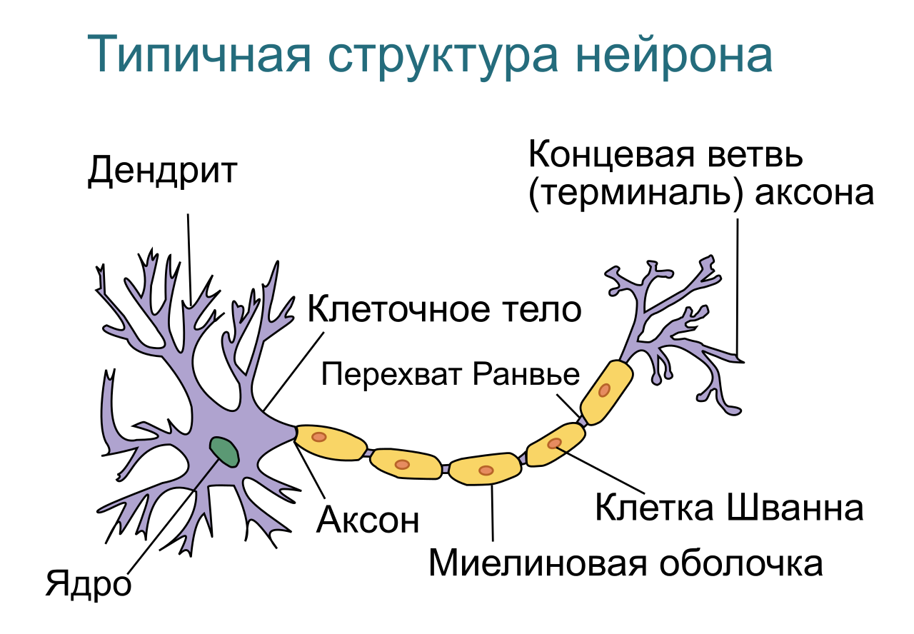 Аксоны нейронов являются. Дендрит нейрона структура. Строение нейрона Миловзорова. Строение нейрона дендриты. Миелиновой оболочкой дендрит Аксон.