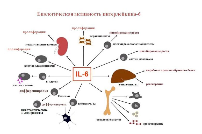 Интерлейкин 6. Интерлейкин 6 эффекты. Механизм действия интерлейкина 6. Интерлейкин 6 клетки мишени.