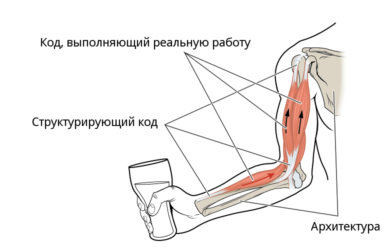 Код мышца. Анатомические метафоры. Метафоры в анатомии. Кода анатомия. Мускулатура Чита.