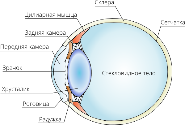 Строение роговицы рисунок. Передняя и задняя камеры глаза строение и функции. Передняя камера глазного яблока расположена. Задняя камера глаза функции и строение. Строение хрусталика глаза передней и задней камеры.