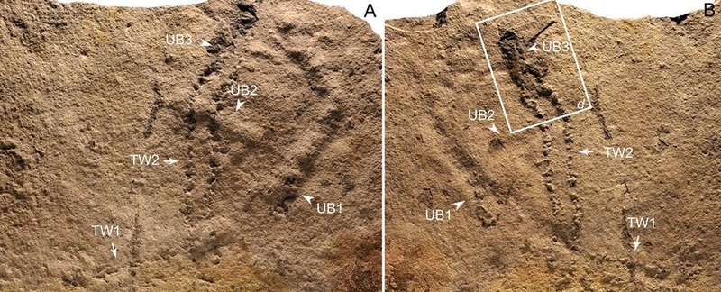 Найдены древнейшие следы животного