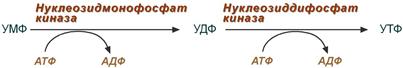 Вирусы продлевают жизнь? - 6