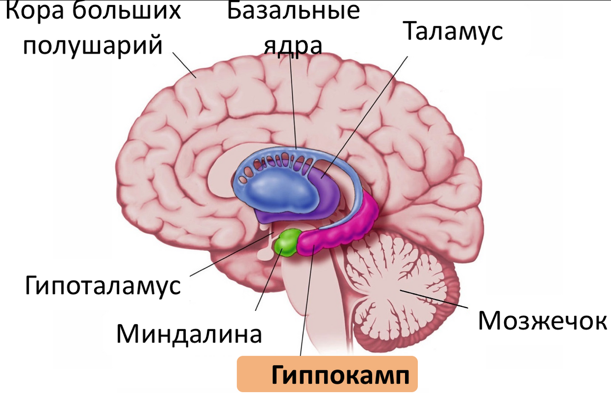 Ядра Миндалины – Telegraph