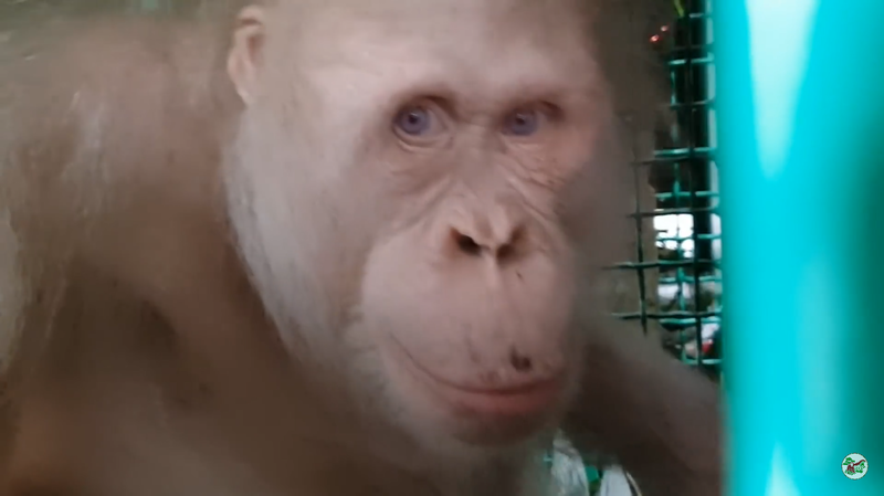 Единственного в мире орангутана-альбиноса вернули в дикую природу