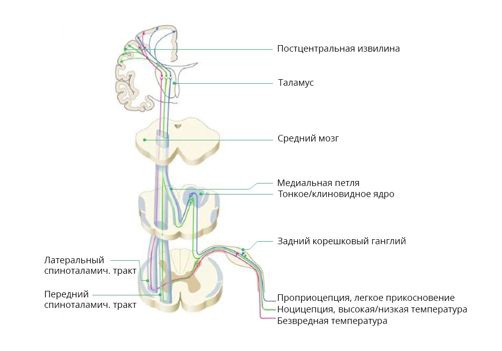 Схема антиноцицептивной системы