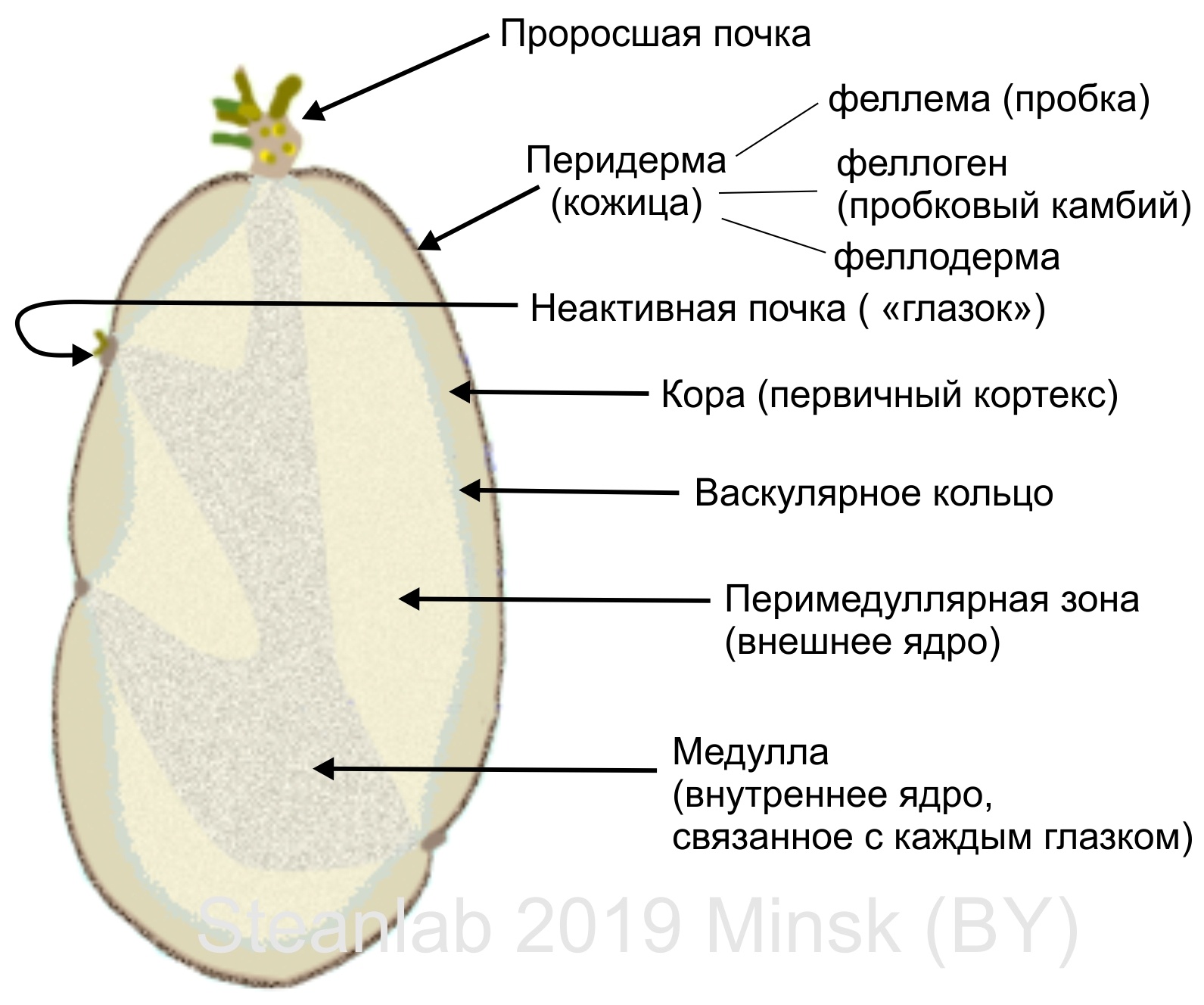 Как прорастает картофель в земле схема