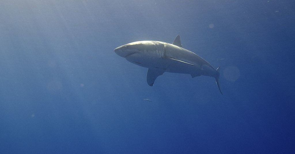 Мегалодоны могли вымереть из-за белых акул