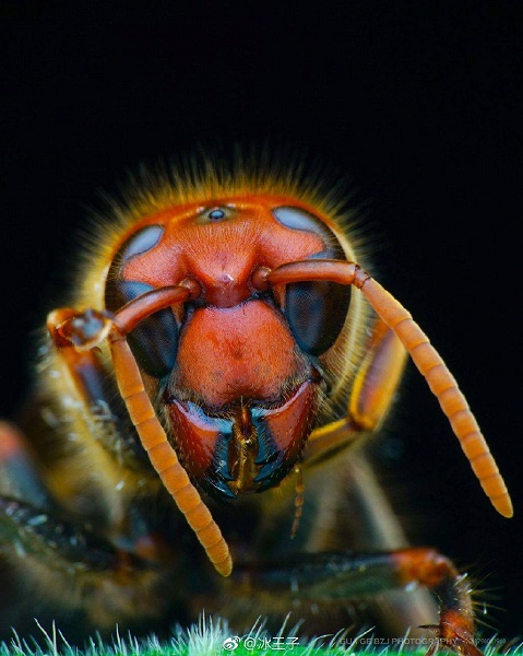 Опубликованы примеры снимков, сделанных объективом Laowa 100mm f/2.8 2X Ultra Macro APO