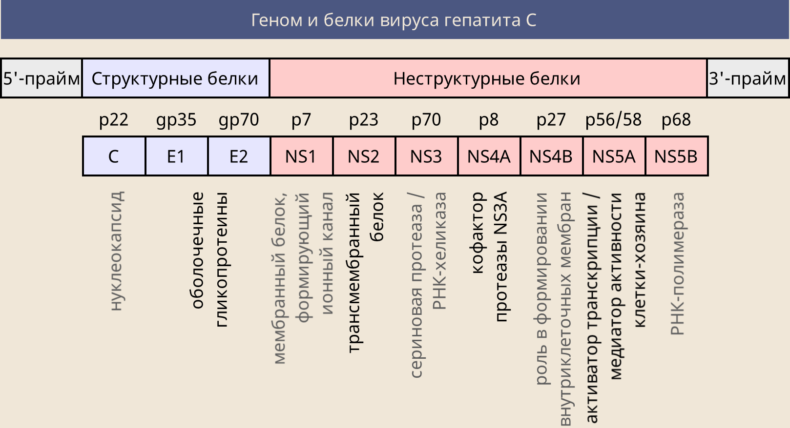 Что означает нс. Белки вируса гепатита с. Структурные белки вируса гепатита с. Структурные белки гепатита а. Белки вируса ГИПАТИТАС.