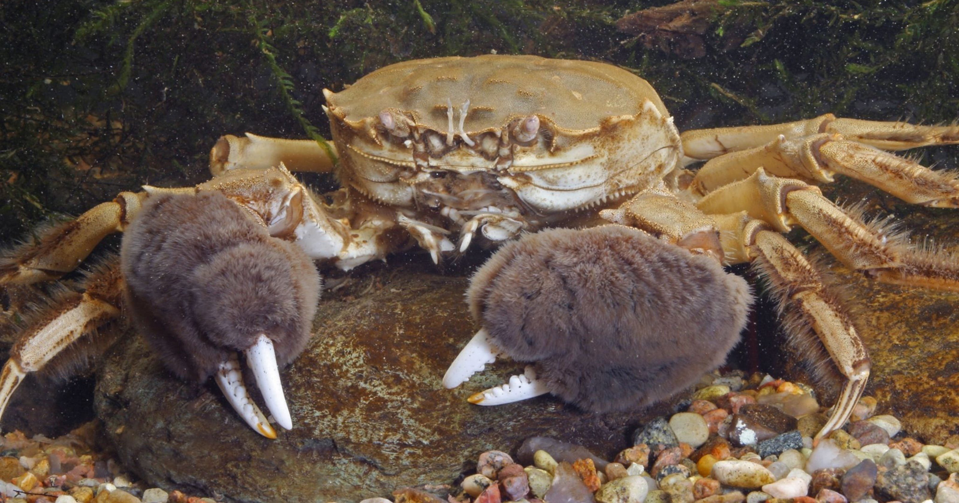 Там краб. Китайский мохнаторукий краб. Eriocheir sinensis. Китайские Крабы (Eriocheir sinensis). Мохноногий краб Черноморский.