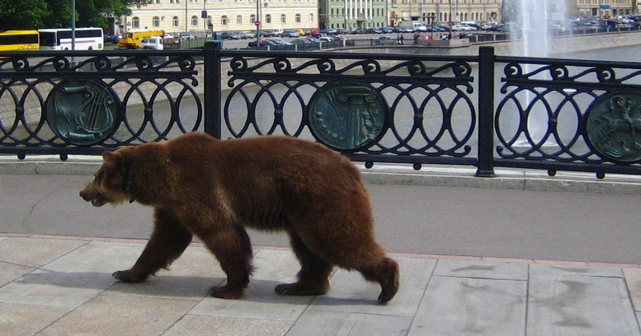 В финскую школу пришел медведь