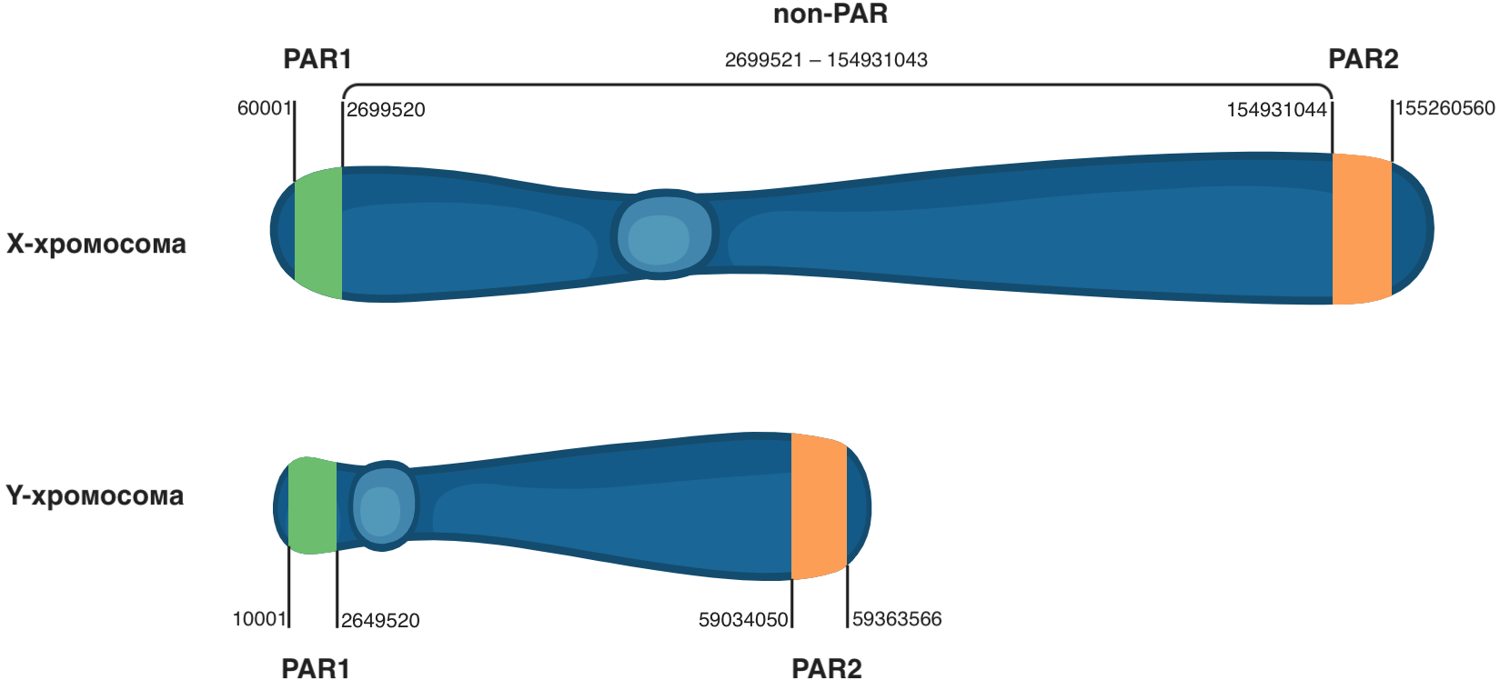 Псевдоаутосомные участки хромосом. Псевдоаутосомные. Псевдоаутосомные участки. Псевдоаутосомные участки y хромосомы. Псевдоаутосомные районы.
