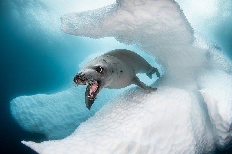 Crab-Eater Seal