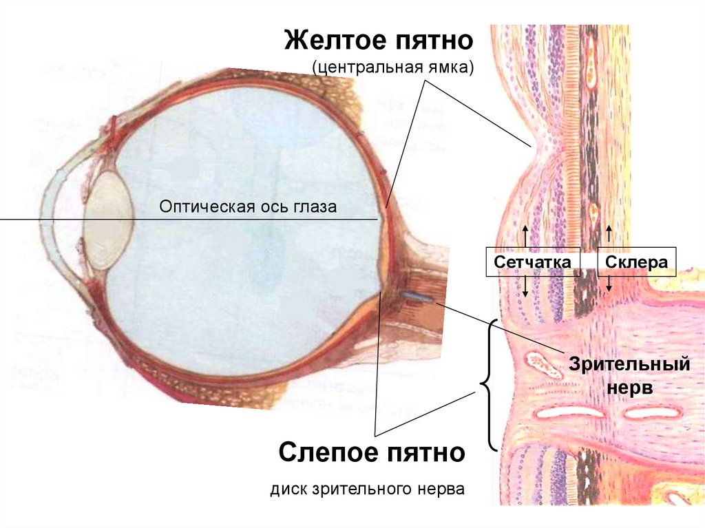 Почему желтое пятно желтое. Слепое и желтое пятно сетчатки глаза. Строение сетчатки слепое пятно. Центральная ямка сетчатки. В желтом пятне сетчатки (в центральной ямке) располагаются.