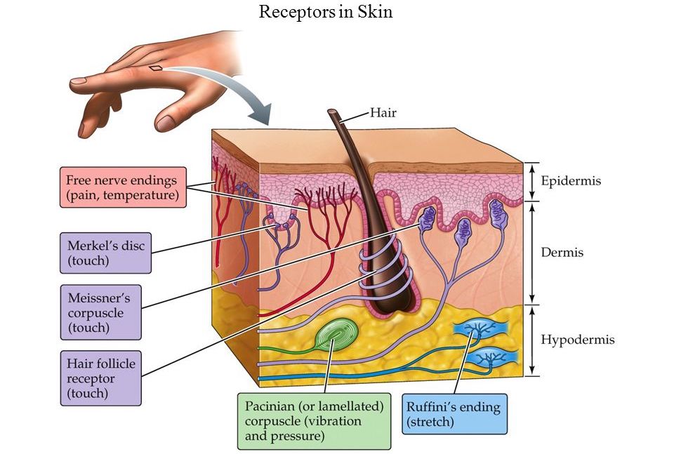 Рецепторы кожи рисунок