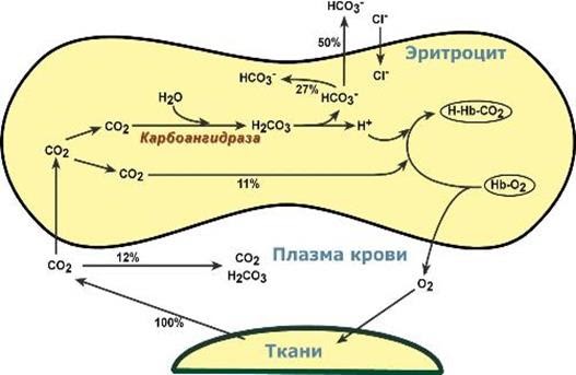 CO2, Sp02 и COVID-19: зачем нужно чаще проветривать (немного замеров) - 4