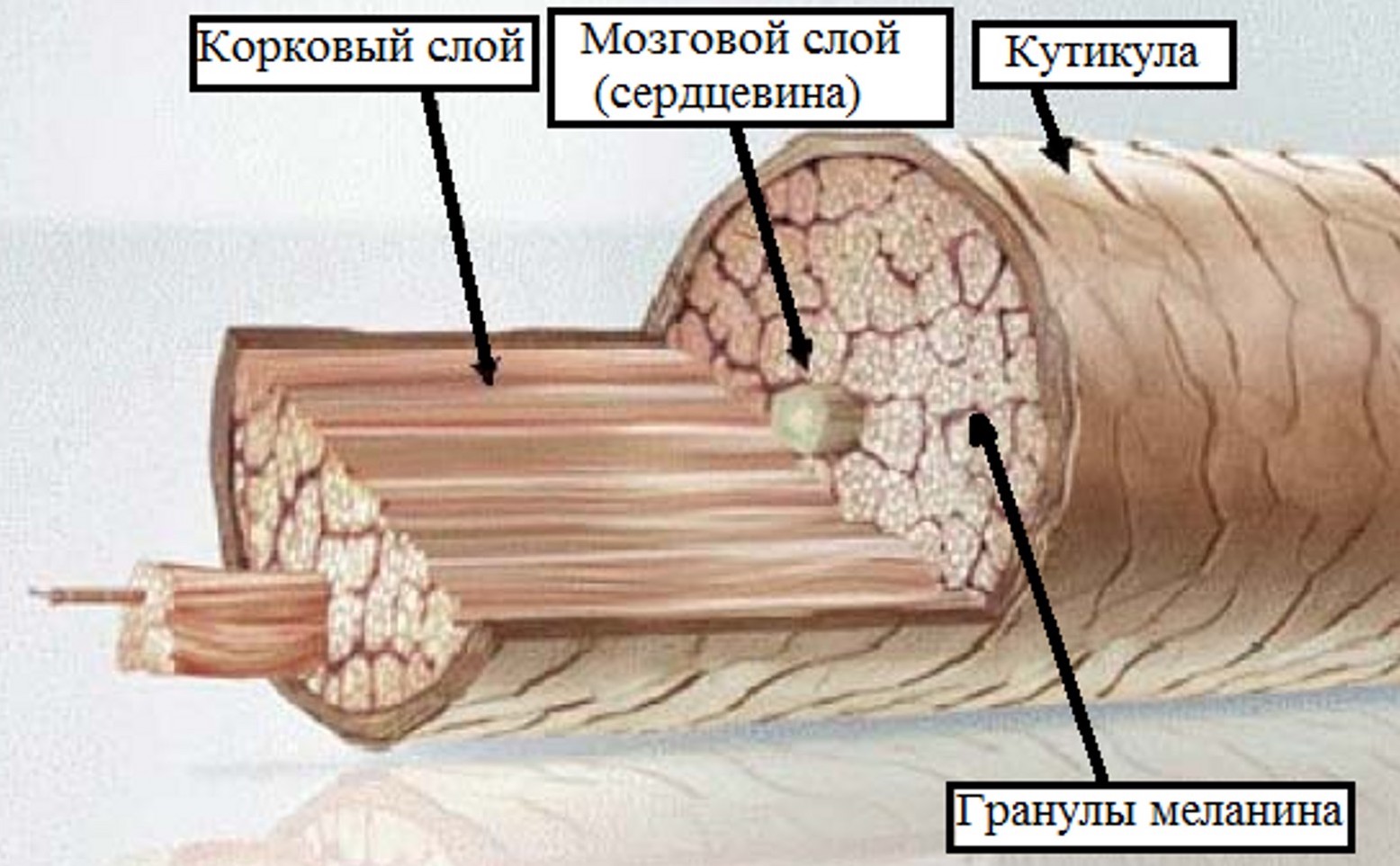 Строение ресницы фото