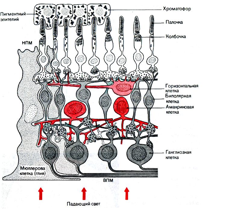 Слои сетчатки гистология схема. Схема нейронный состав сетчатки. Строение сетчатки глаза гистология. Схема нейронных цепей сетчатки.