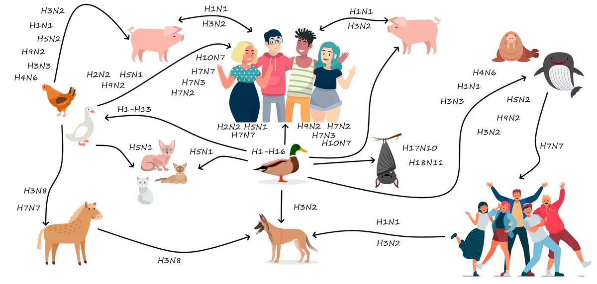 N 1 1n. Грипп h1n1. H1n1 испанка. Пандемии в истории человечества. Пандемии гриппа в истории человечества.