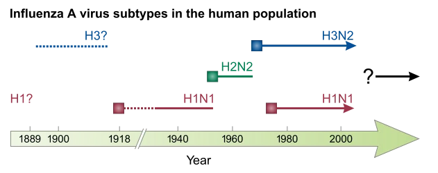 H1N1 — от испанки до наших дней: «нулевой мальчик» и пандемии - 7