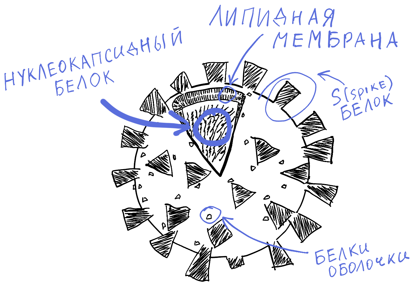 Хроники подопытного кролика: как тестируют вакцину от SARS-CoV-2 - 24