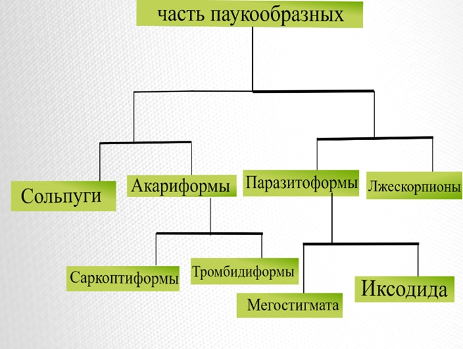 Клещи или статья о том, как стать самым успешным маленьким паукообразным - 1