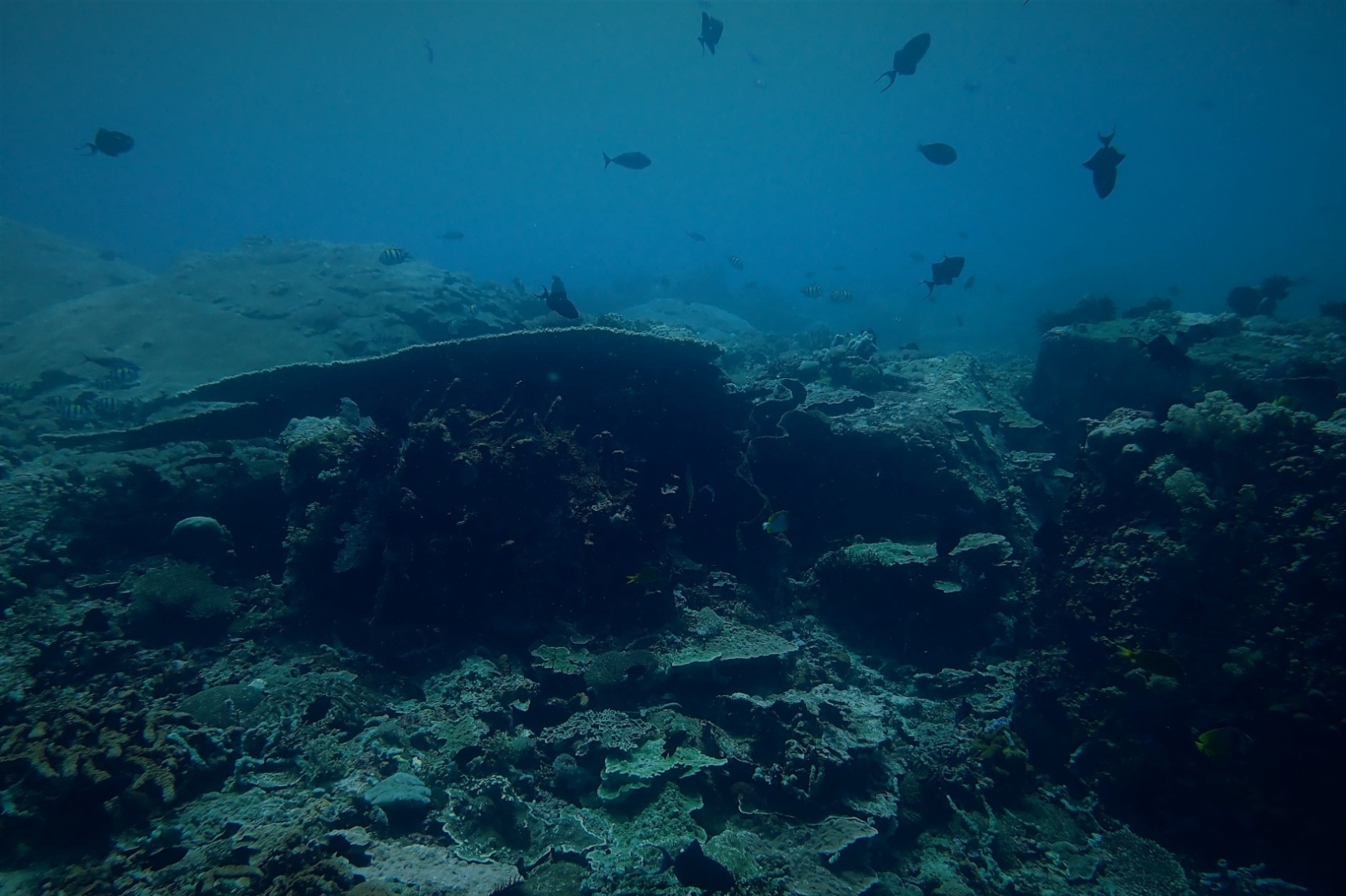 глубоководное дно черного моря