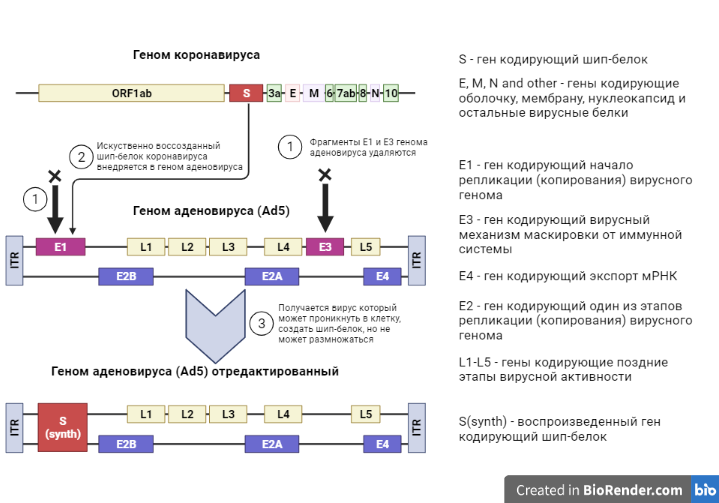 Рисунок 3. Геномы коронавируса и аденовируса. Создание отредактированного аденовирусного генома для вакцины  
