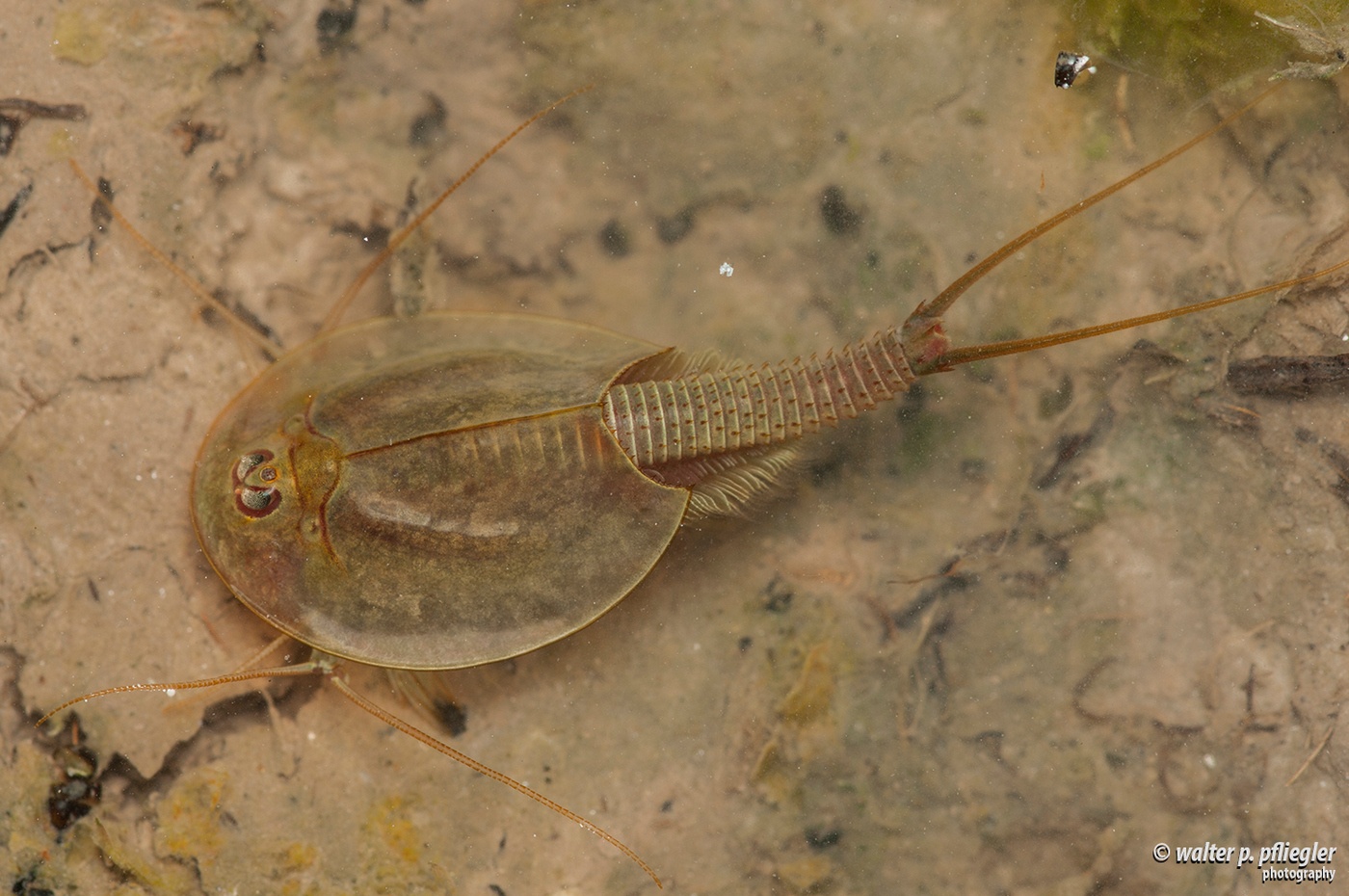 Летний щитень (Triops cancriformis). Источник: https://elementy.ru/kartinka_dnya/1322/Letniy_shchiten