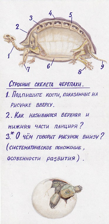 По сути, это один из методов контроля знаний на уроке биологии. Но для этого будет отдельный пост. Однажды.