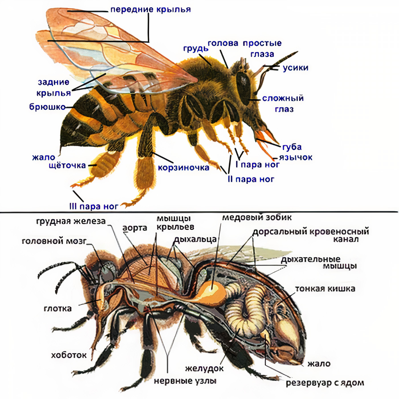 Части тела пчелы картинка
